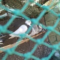 کبوتر|پرنده|هندیجان, |دیوار