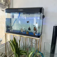 اکواریوم وارداتی به همراه پمپ تصفیه|ماهی|شیراز, معالیآباد|دیوار