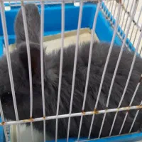 خرگوش لوپ|موش و خرگوش|قشم, |دیوار