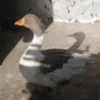 غاز|حیوانات مزرعه|باغ بهادران, |دیوار