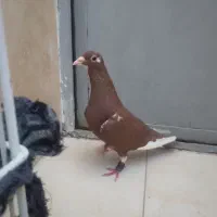 پلنگ سرخ