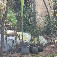 نهال موز و خرما