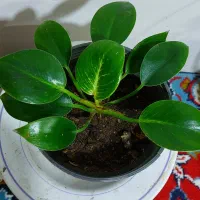 گل های آپارتمانی|گل و گیاه طبیعی|الشتر, |دیوار