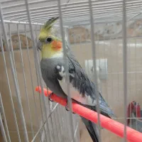عروس هلندی