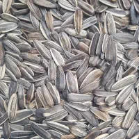 بذر آفتابگردان سنقری