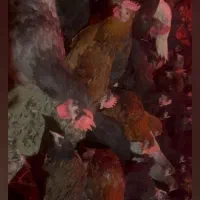 مرغ و خروس محلی|حیوانات مزرعه|مرودشت, بیست متری بیمارستان|دیوار