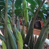 گیاه غول پیکر با۱۸تا پاجوش مخصوص خاص پسندها|گل و گیاه طبیعی|شیروان (خراسان), |دیوار