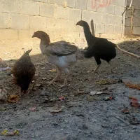 خروس ماکیان|حیوانات مزرعه|سراوان, |دیوار