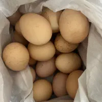 تخم مرغ محلی وکره محلی