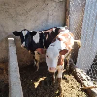 گوساله سیمینتال و هلیشتن