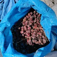 فروش ضایعات خرما|عمدهفروشی|ارزوئیه, |دیوار