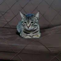 گمشده گربه|گربه|لاهیجان, بازکیاگوراب|دیوار