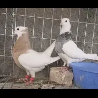 فروش ۱۰ جفت طوقی