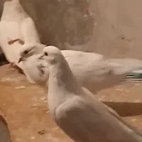 کفتر