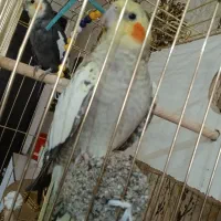 یک جفت عروس هلندی|پرنده|آبیک, |دیوار