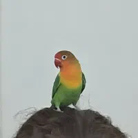 فروش طوطی برزیلی