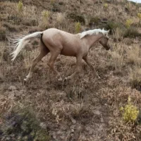 کره اسب نام طلا