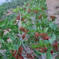 فروش-باغ-پسته
