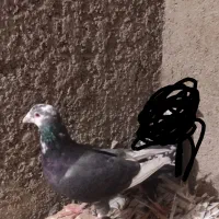 7 عدد کفتر|پرنده|چناران, |دیوار