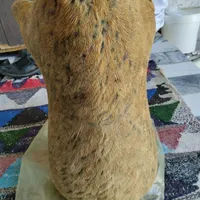 یک عدد هیزه گوسفندی|ظروف نگهدارنده، پلاستیکی، یک‌بارمصرف|خرم‌آباد, |دیوار