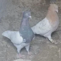 فروش کفتر توافقی