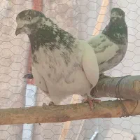 کبوتر کاکلی کله دم سبز