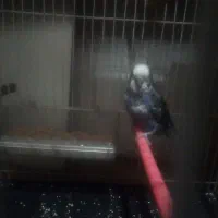 مرغ عشق نر آبی بالغ