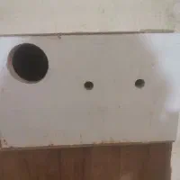 لانه مرغ عشق