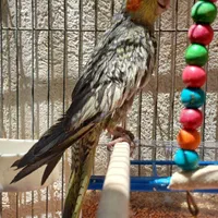 عروس هلندی