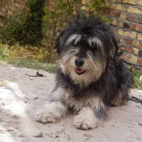 سگ باهوش وبازیگوش