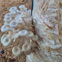 قارچ های دارویی و خوراکی|خوردنی و آشامیدنی|تهران, پیکان شهر|دیوار