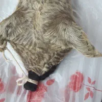 خیگ|صنایع دستی و سایر لوازم تزئینی|مسجد سلیمان, |دیوار