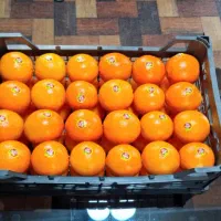 فروش پرتغال لوکس صادراتی و داخلی