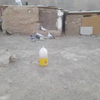 کفتر قریب گیری|پرنده|ساوه, |دیوار