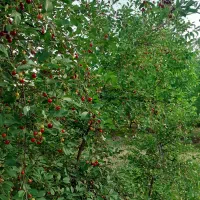 باغ|فروش زمین و ملک کلنگی|بروجرد, |دیوار