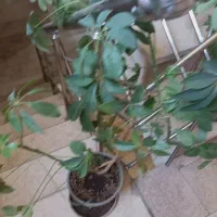 سه عدد گل  شفلرا  درختی. رشد. عالی|گل و گیاه طبیعی|تهران, زرکش|دیوار