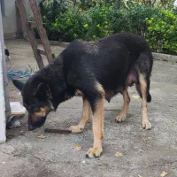 بچه سگ ها مجانی