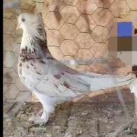 کبوتر سرور