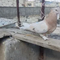 ماده و کبوتر طوقی سرور و‌جوجه