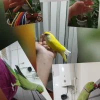 طوطی راهب.ملنگو.برزیلی