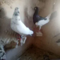 سلام چنتا کفتر سید