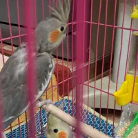 دو عدد عروس هلندی مولد|پرنده|اهر, |دیوار