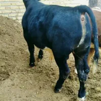 گوساله