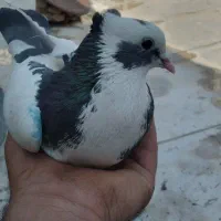 گمشده