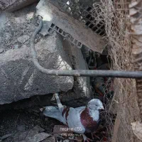 فروشی|پرنده|جیرفت, |دیوار