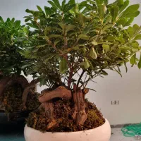 گل بنسای آپارتمانی|گل و گیاه طبیعی|کرج, آق تپه|دیوار