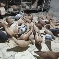 حیون جفتی و پرشی