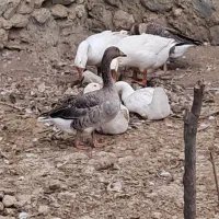 تعدادفروش قوغاز  بیروتی بالای یک ساله وغیره|حیوانات مزرعه|گرگان, |دیوار