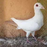 پرنده
