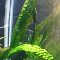 گیاه اکواریومی|ماهی|خوی, |دیوار